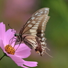 採蜜