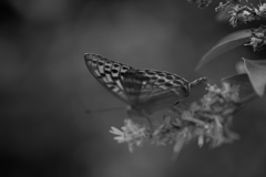 ウラギンヒョウモン　Ⅱ