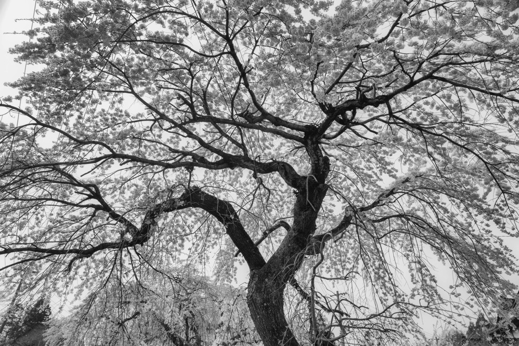 大竹の枝垂れ桜