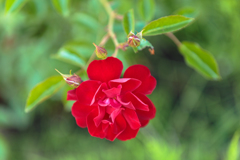 マイナーフェアー