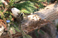 キクイタダキ５