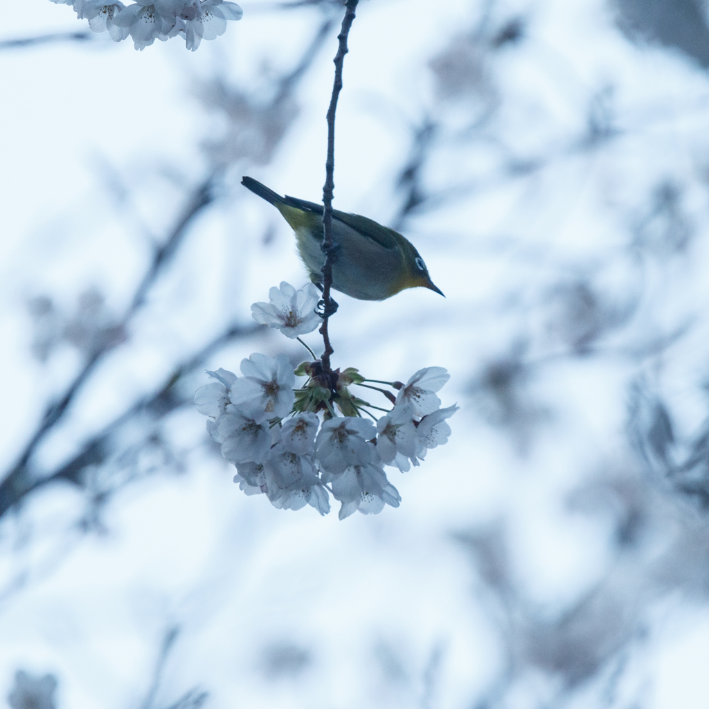 夕暮れサクジローⅣ