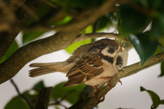 夏の雀　日陰で涼を