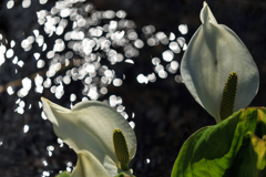 水芭蕉　Ⅲ