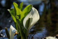 水芭蕉　Ⅳ