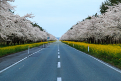 菜の花ロード　Ⅱ