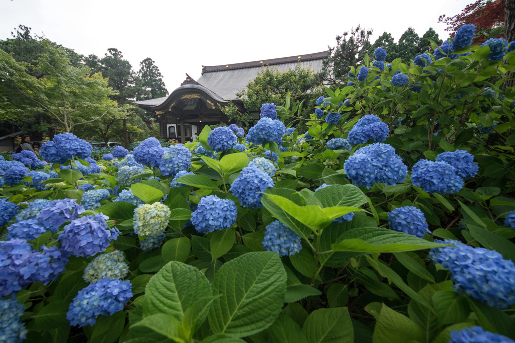 あじさい寺２