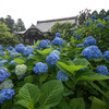あじさい寺２