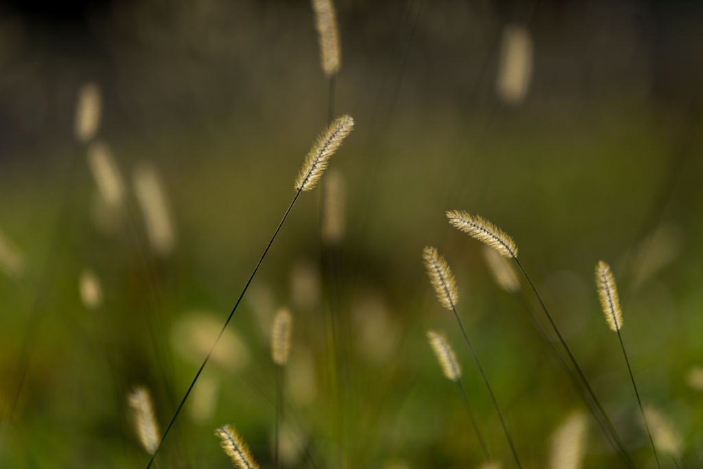 エノコログサ　Ⅱ