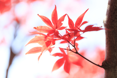 晩秋