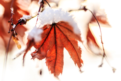雪紅葉　Ⅱ