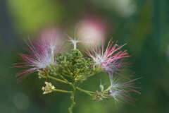 合歓の花　Ⅱ