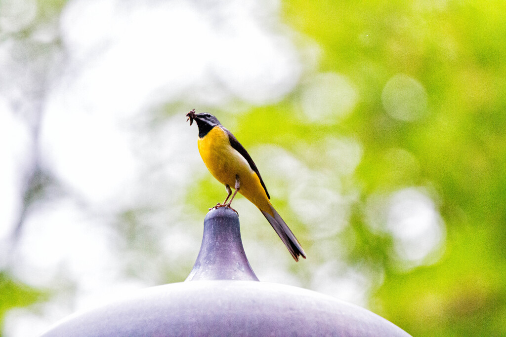 長谷寺のキセキレイ