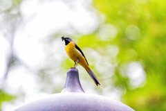 長谷寺のキセキレイ