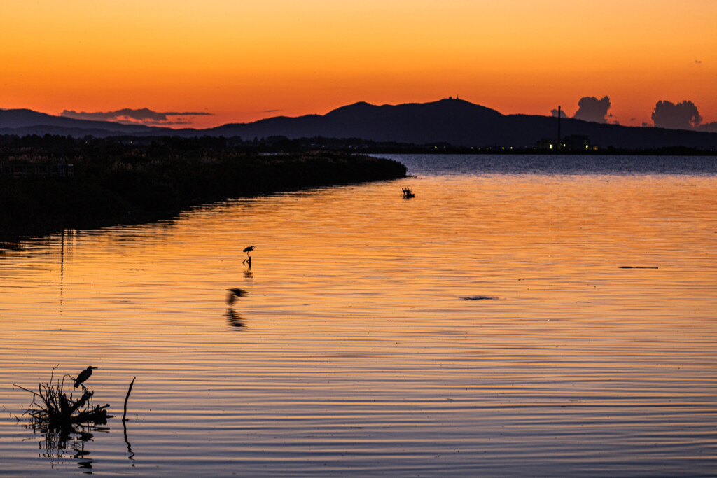 夕鷺