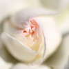 白薔薇１