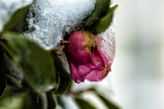 山茶花 Ⅱ