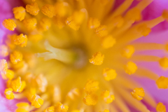 山茶花