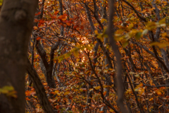 陽に染まる紅葉
