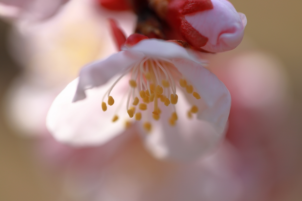 UME