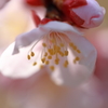 UME