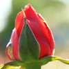 薔薇１