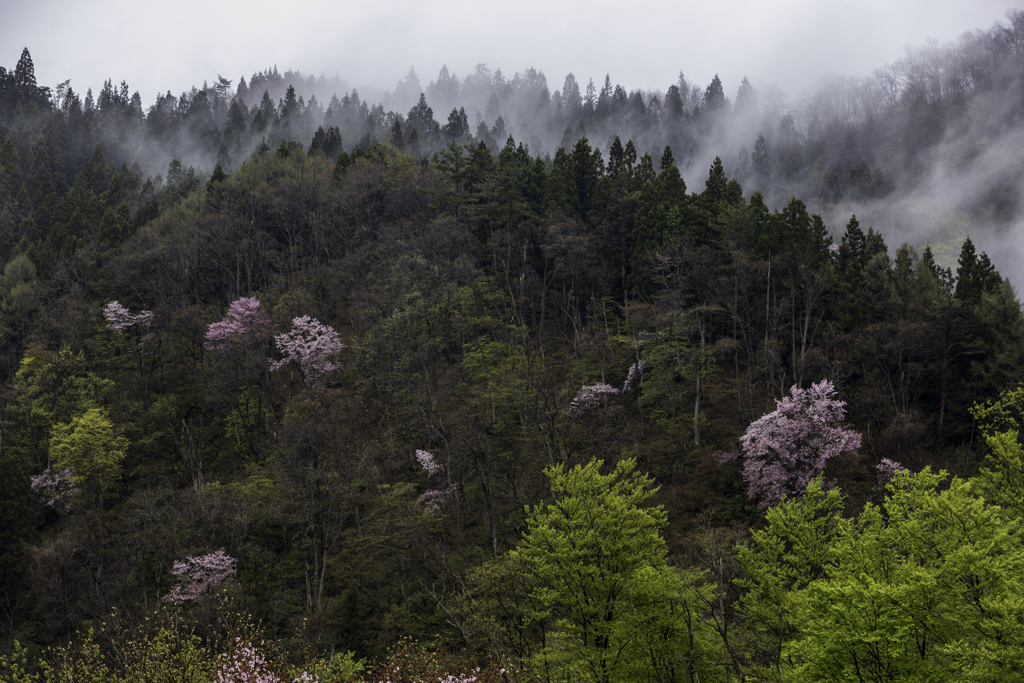 山桜　３