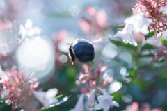 熊蜂の飛行