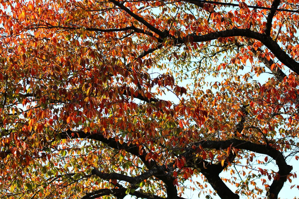 桜紅葉