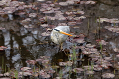 鷺と睡蓮