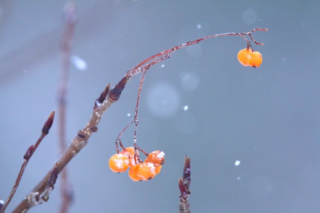 雪の中