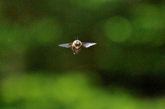 熊蜂の飛行　２