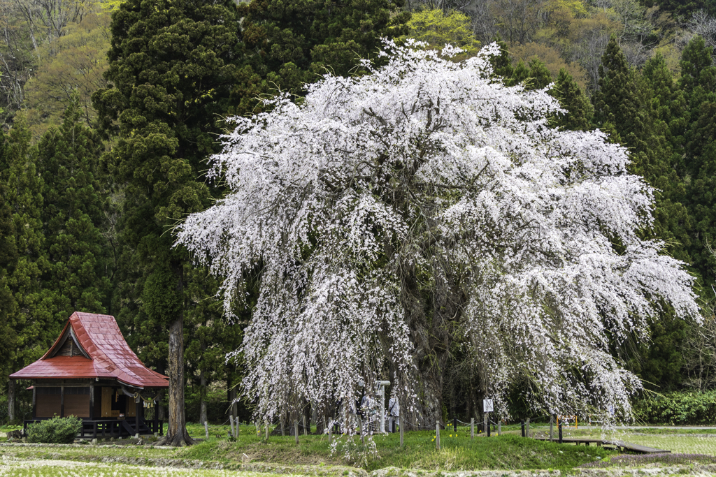 おしら様のしだれ桜