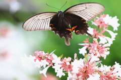 ＢＵＴＴＥＲＦＬＹ！