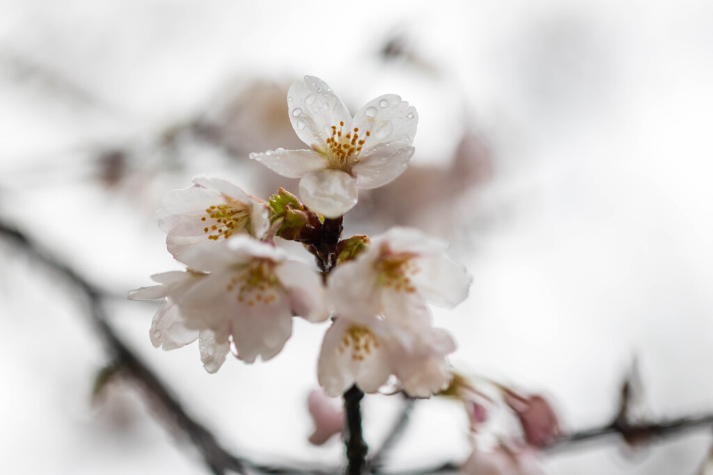 雨桜