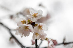 雨桜
