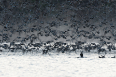 カモ　Ⅰ／６０秒