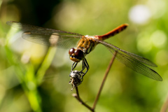 高原のアキアカネ