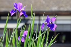 館と菖蒲