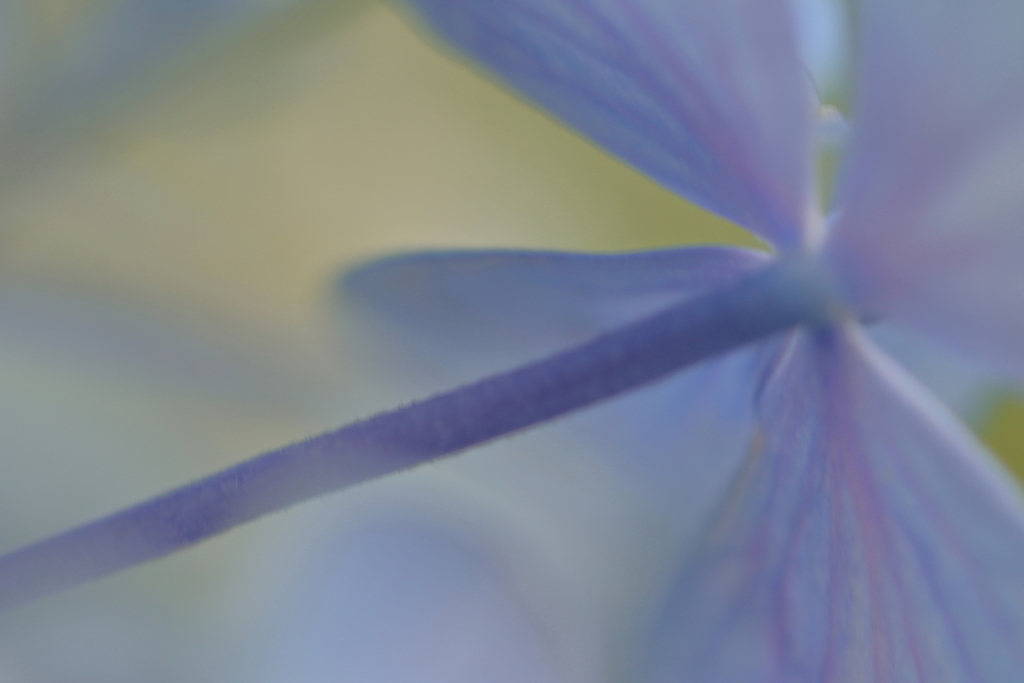 紫陽花