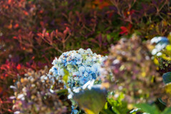 紫陽花と満天星