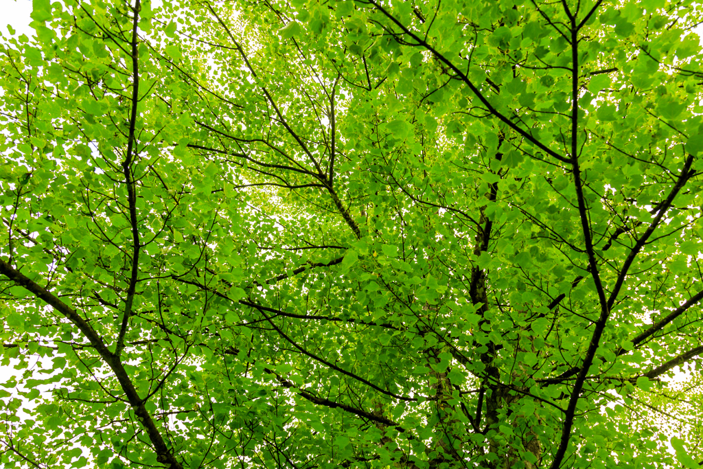 アカカエデの樹