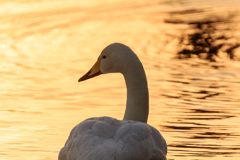 白鳥　朝の肖像　Ⅱ