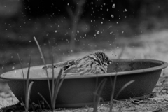 夏の雀　水浴び