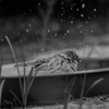 夏の雀　水浴び