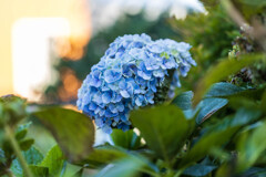 秋紫陽花　Ⅰ