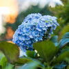 秋紫陽花　Ⅰ
