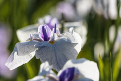 花菖蒲　Ⅲ