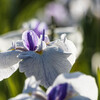 花菖蒲　Ⅲ