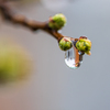 雨滴　Ⅲ
